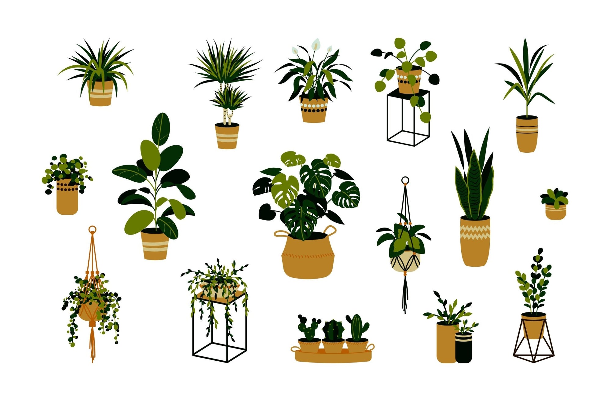 Discovering the Best Plants for Your Collection as a New Plant Parent - Planty Love Co