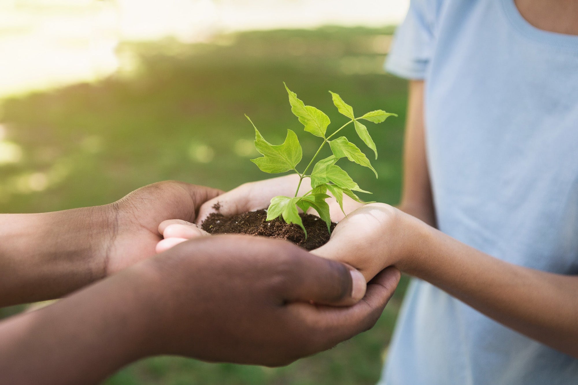 Plant Power: Why We Keep Them and How They Enhance Our Lives - Planty Love Co