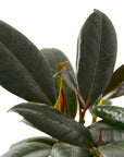 Burgundy Rubber Plant Live Indoor Plant (Ficus elastica), Easy Care Statement Foliage Houseplant for Home and Office Decor