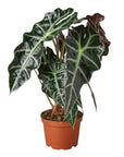 Alocasia Polly 'African Mask'