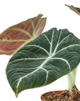 Alocasia Reginula 'Black Velvet'