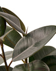 Burgundy Rubber Plant Live Indoor Plant (Ficus elastica), Easy Care Statement Foliage Houseplant for Home and Office Decor