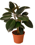 Burgundy Rubber Plant Live Indoor Plant (Ficus elastica), Easy Care Statement Foliage Houseplant for Home and Office Decor