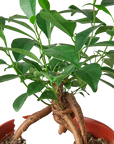 Ginseng Ficus Bonsai Live Indoor Plant (Ficus microcarpa), Easy Care Bonsai Houseplant for Home and Office Decor