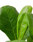 Fiddle Leaf Fig Live Indoor Plant (Ficus lyrata), Easy Care Statement Tree Houseplant for Home and Office Decor