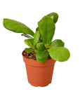 Fiddle Leaf Fig Live Indoor Plant (Ficus lyrata), Easy Care Statement Tree Houseplant for Home and Office Decor