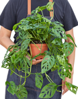 Swiss Cheese Plant Monstera Adansonii Live Indoor Plant (Monstera adansonii), Easy Care Climbing Trailing Houseplant for Home and Office Decor