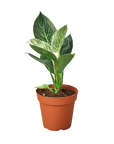 Philodendron 'Birkin' Live Indoor Plant (Philodendron), Easy Care Compact Foliage Houseplant for Home and Office Decor