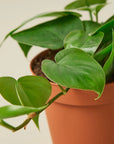 Heartleaf Philodendron Cordatum Live Indoor Plant (Philodendron hederaceum), Easy Care Trailing Houseplant for Home and Office Decor