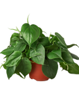 Heartleaf Philodendron Cordatum Live Indoor Plant (Philodendron hederaceum), Easy Care Trailing Houseplant for Home and Office Decor