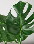 Philodendron Monstera 'Split-Leaf' - House Plant Shop