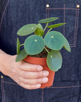 Pilea Peperomioides Chinese Money Plant Live Indoor Plant (Pilea peperomioides), Easy Care Houseplant for Home and Office Decor