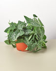 Pothos 'Satin' - House Plant Shop