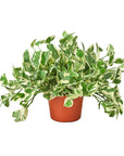 Pothos 'N'Joy' Live Indoor Plant (Epipremnum aureum), Easy Care Trailing Houseplant for Home and Office Decor