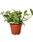 Pothos 'N'Joy' Live Indoor Plant (Epipremnum aureum), Easy Care Trailing Houseplant for Home and Office Decor