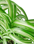 Spider Plant 'Bonnie' Live Indoor Plant (Chlorophytum comosum), Easy Care Curly Houseplant for Home and Office Decor