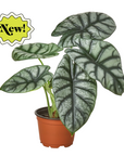 Alocasia Silver Dragon