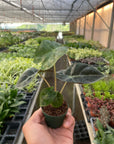Alocasia Polly 'African Mask'
