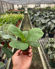 Fiddle Leaf Fig Live Indoor Plant (Ficus lyrata), Easy Care Statement Tree Houseplant for Home and Office Decor