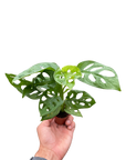 Swiss Cheese Plant Monstera Adansonii Live Indoor Plant (Monstera adansonii), Easy Care Climbing Trailing Houseplant for Home and Office Decor