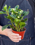 Peperomia 'Marble' Live Indoor Plant (Peperomia), Easy Care Compact Foliage Houseplant for Home and Office Decor