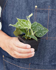 Pothos 'Satin'