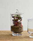 Asteridge tall clear lidded glass terrarium, 6.75 by 12 inch, view 2