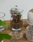 Asteridge tall clear lidded glass terrarium, 6.75 by 12 inch, view 3