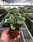 Variegated Triangularis Rubber Plant Live Indoor Plant (Ficus triangularis variegata), Easy Care Variegated Foliage Houseplant for Home and Office Decor