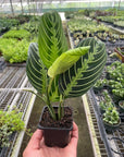 Maranta 'Lemon Lime'