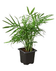 Parlor Palm Live Indoor Plant (Chamaedorea elegans), Easy Care Palm Houseplant for Home and Office Decor