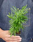 Parlor Palm Live Indoor Plant (Chamaedorea elegans), Easy Care Palm Houseplant for Home and Office Decor