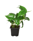 Heartleaf Philodendron Cordatum Live Indoor Plant (Philodendron hederaceum), Easy Care Trailing Houseplant for Home and Office Decor