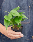 Heartleaf Philodendron Cordatum Live Indoor Plant (Philodendron hederaceum), Easy Care Trailing Houseplant for Home and Office Decor
