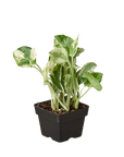 Pothos 'N'Joy' Live Indoor Plant (Epipremnum aureum), Easy Care Trailing Houseplant for Home and Office Decor