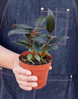 Burgundy Rubber Plant Live Indoor Plant (Ficus elastica), Easy Care Statement Foliage Houseplant for Home and Office Decor