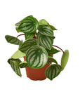Watermelon Peperomia Live Indoor Plant (Peperomia argyreia), Easy Care Compact Foliage Houseplant for Home and Office Decor