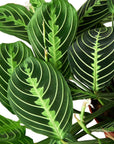 Maranta 'Lemon Lime'
