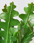 Ric Rac Cactus Live Indoor Plant (Selenicereus anthonyanus), Easy Care Trailing Fishbone Houseplant for Home and Office Decor