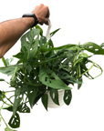 Swiss Cheese Plant Monstera Adansonii Live Indoor Plant (Monstera adansonii), Easy Care Climbing Trailing Houseplant for Home and Office Decor