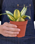 Gold Hahnii Snake Plant Live Indoor Plant (Sansevieria trifasciata), Easy Care Low Light Compact Houseplant for Home and Office Decor