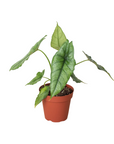 Alocasia 'Dragons Breath'