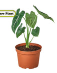 Alocasia Micholitziana 'Frydek'