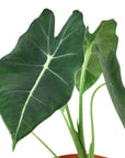 Alocasia Micholitziana 'Frydek'