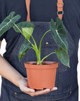 Alocasia Micholitziana 'Frydek'
