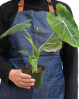 Alocasia Micholitziana 'Frydek'