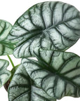 Alocasia Silver Dragon