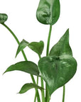 Alocasia 'Tiny Dancer' - 4" Pot
