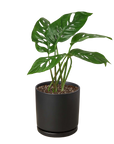 Swiss Cheese Plant Monstera Adansonii Live Indoor Plant (Monstera adansonii), Easy Care Climbing Trailing Houseplant for Home and Office Decor