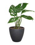Swiss Cheese Plant Monstera Adansonii Live Indoor Plant (Monstera adansonii), Easy Care Climbing Trailing Houseplant for Home and Office Decor